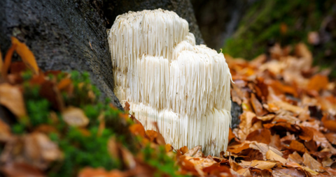 Dave Asprey on Bulletproof Radio: Your guide to Lion's Mane Mushroom