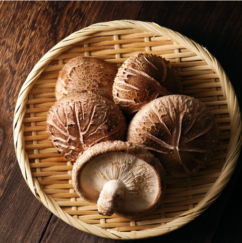 Lifecykel Shiitake Mushroom Liquid Extract