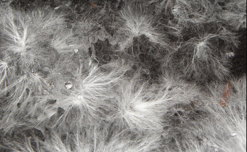 Mycelium: The Earth's natural internet