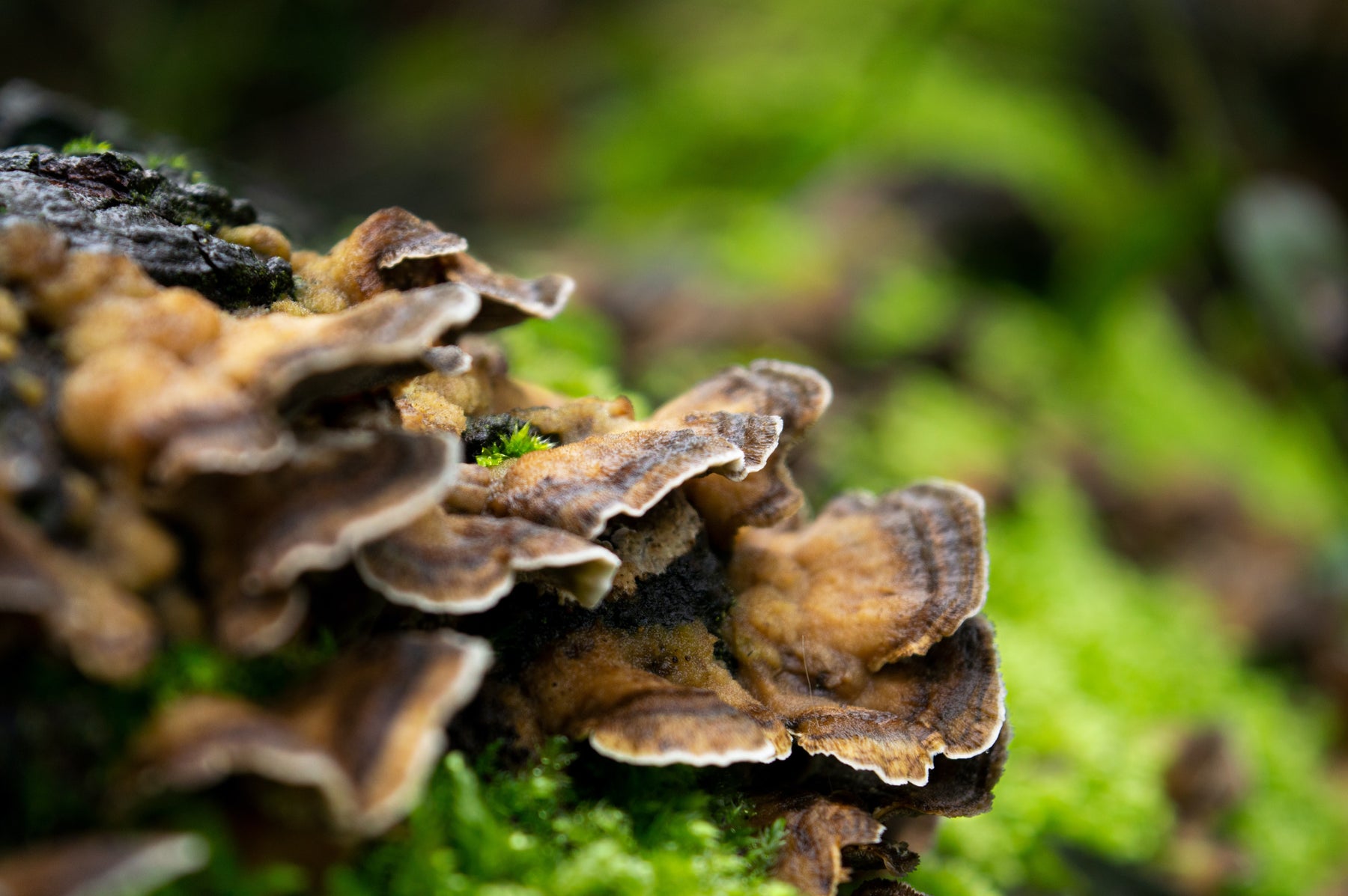 Guide to Turkey Tail Mushrooms: Health Benefits and Uses