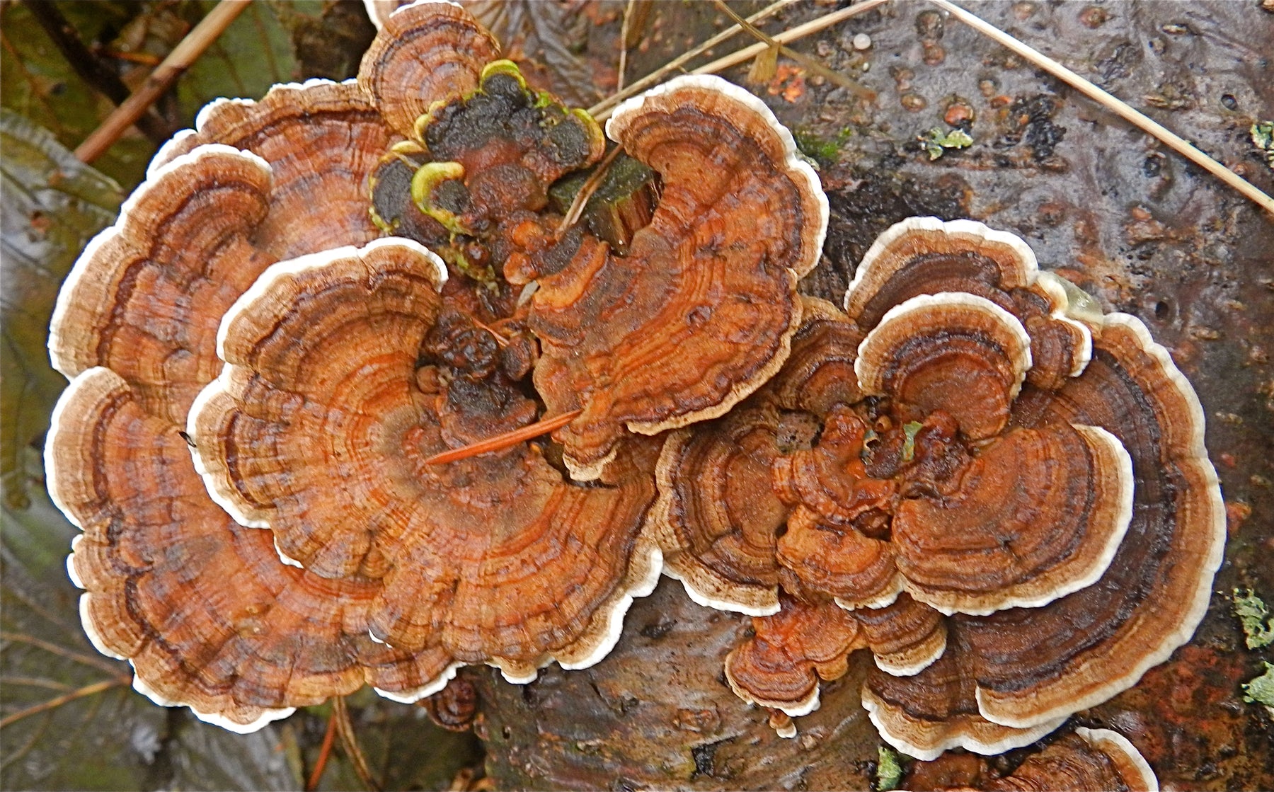 5 Benefits of Turkey Tail Mushrooms for the Immune System