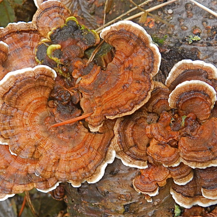 5 Benefits of Turkey Tail Mushrooms for the Immune System