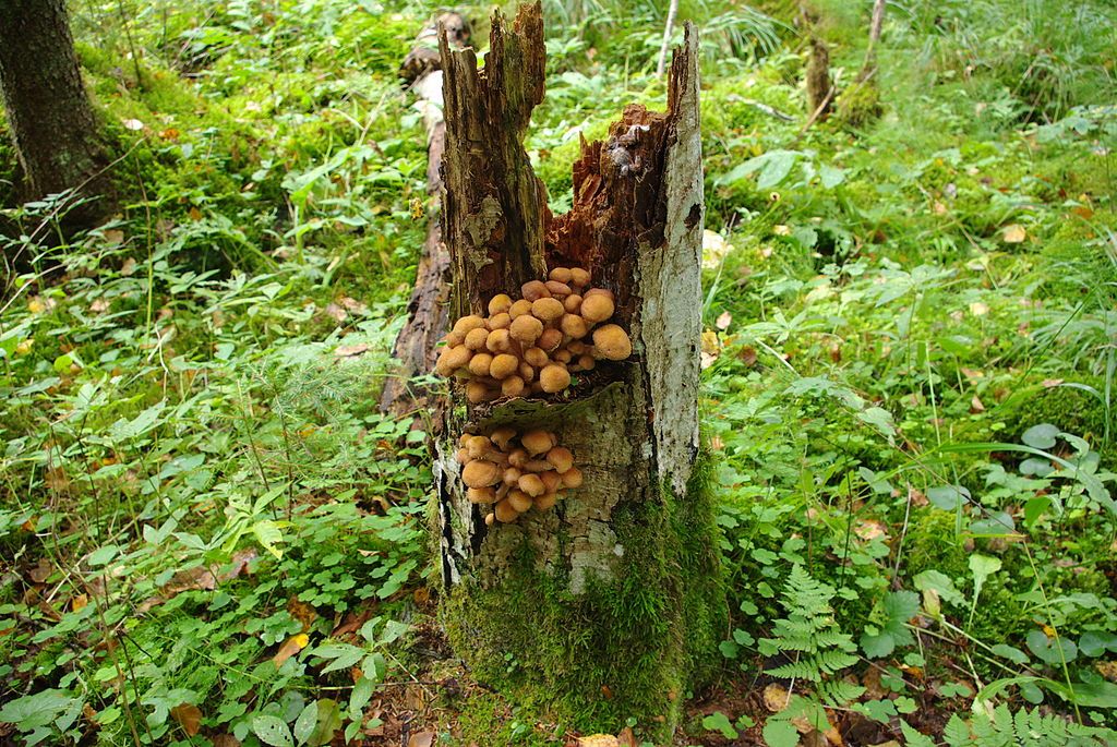 Humungous Fungus!