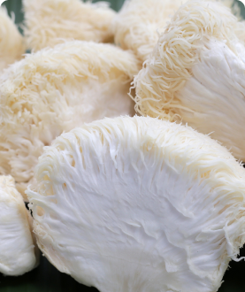 Lion’s Mane (Hericium coralloïdes) Extract