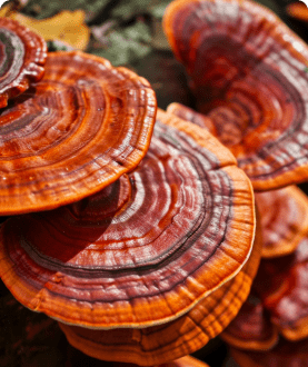 Organic Reishi (Ganoderma lucidum) Extract