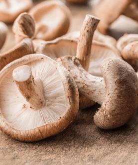 Shiitake Mushroom (mycelia)