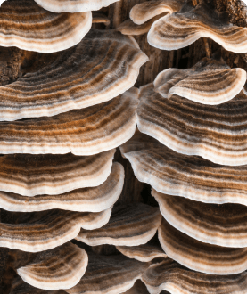 Turkey Tail (Trametes versicolor) Extract